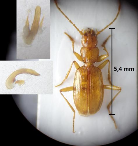 Duvalius laneyriei